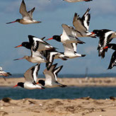 oiseaux du bassin d'arcachon